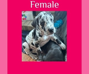 Great Dane Puppy for sale in INDIANAPOLIS, IN, USA
