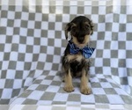 Small #2 Schnauzer (Miniature)