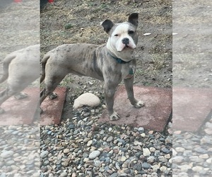 American Bully-Bullypit Mix Puppy for sale in COLORADO SPRINGS, CO, USA