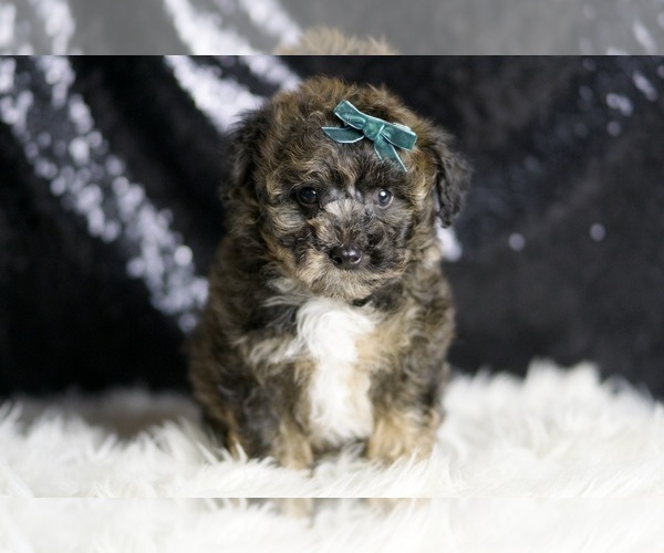 Medium Photo #2 Poodle (Miniature) Puppy For Sale in WARSAW, IN, USA