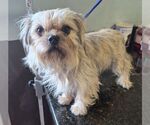 Small #1 Shih Tzu Mix