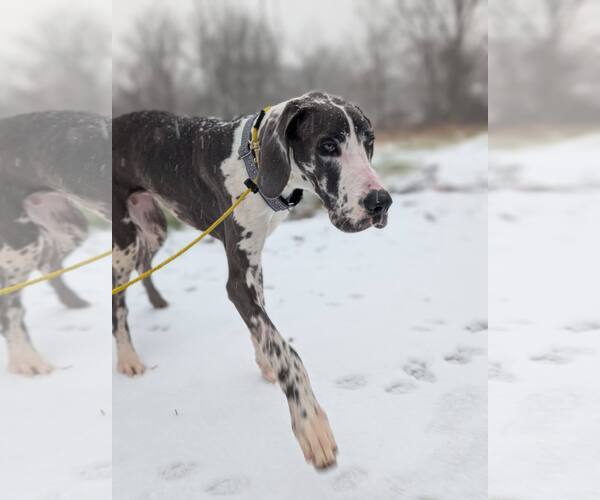 Medium Photo #3 Great Dane Puppy For Sale in Catasauqua, PA, USA