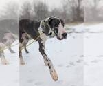 Small #2 Great Dane