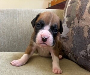 Boxer Puppy for sale in ATHENS, GA, USA