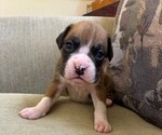 Small Boxer