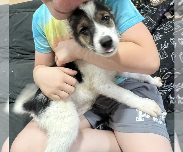 Medium Photo #1 Australian Cattle Dog Puppy For Sale in NOBLE, OK, USA
