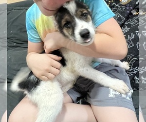 Australian Cattle Dog Puppy for sale in NOBLE, OK, USA