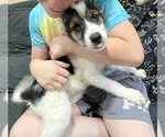 Small Australian Cattle Dog