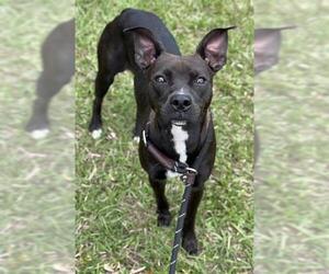 American Staffordshire Terrier Dogs for adoption in Fort Lauderdale, FL, USA