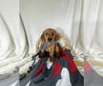 Small Photo #2 Golden Retriever Puppy For Sale in GREENFIELD, IN, USA