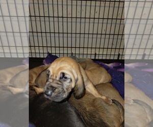 Bloodhound Puppy for sale in PORTLAND, TN, USA