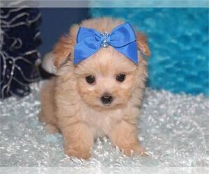 Pekingese-Poodle (Toy) Mix Puppy for sale in NEW YORK, NY, USA