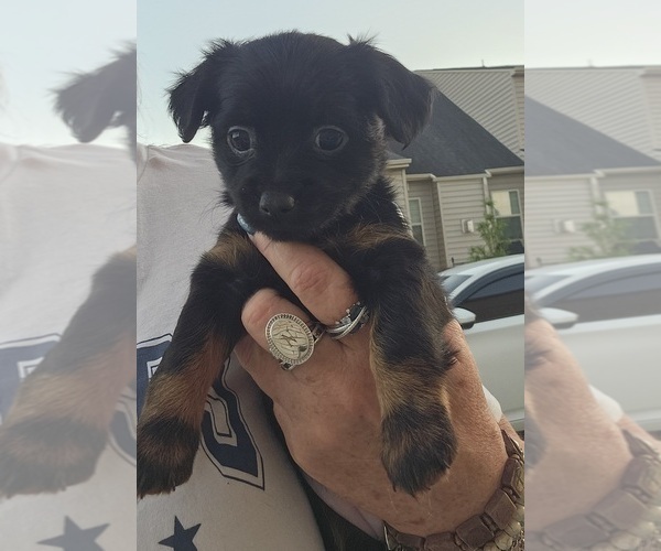 Medium Photo #8 Chihuahua-Chiweenie Mix Puppy For Sale in MURFREESBORO, TN, USA