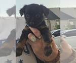Small Photo #8 Chihuahua-Chiweenie Mix Puppy For Sale in MURFREESBORO, TN, USA