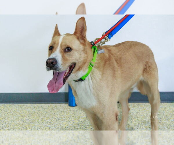 Medium Photo #6 Mutt Puppy For Sale in The Woodlands, TX, USA