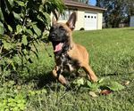 Puppy Orion Belgian Malinois