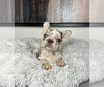 Small Photo #1 French Bulldog Puppy For Sale in FRANKLIN, IN, USA