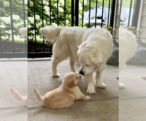 Medium Golden Retriever
