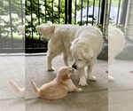 Puppy Mr Orange Golden Retriever