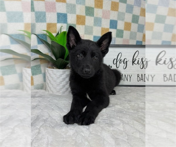 Medium Photo #3 German Shepherd Dog Puppy For Sale in FRANKLIN, IN, USA