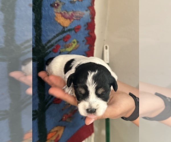 Medium Photo #2 Pembroke Welsh Corgi-Poodle (Miniature) Mix Puppy For Sale in LONGMONT, CO, USA