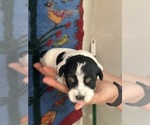 Small #1 Pembroke Welsh Corgi-Poodle (Miniature) Mix