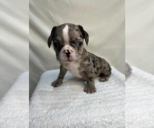French Bulldog Puppy for sale in CHARLESTON, SC, USA