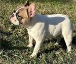 Small Photo #5 French Bulldog Puppy For Sale in KATY, TX, USA