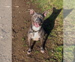 Small #1 American Pit Bull Terrier Mix