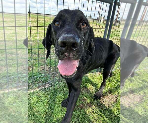 Medium Photo #8 Labrador Retriever-Unknown Mix Puppy For Sale in Abbeville, LA, USA