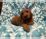 Small Photo #11 Goldendoodle Puppy For Sale in LAKELAND, FL, USA