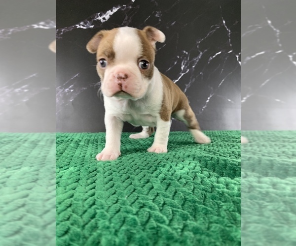 Medium Photo #5 Boston Terrier Puppy For Sale in TULARE, CA, USA