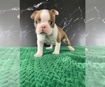 Small #4 Boston Terrier