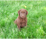 Small #3 Labrador Retriever