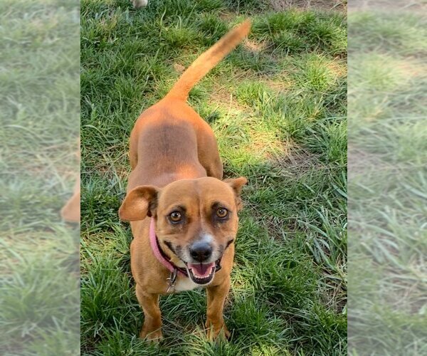 Medium Photo #3 Boxer-Jack Russell Terrier Mix Puppy For Sale in La Verne, CA, USA