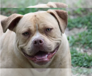 Mother of the American Bulldog puppies born on 05/11/2026