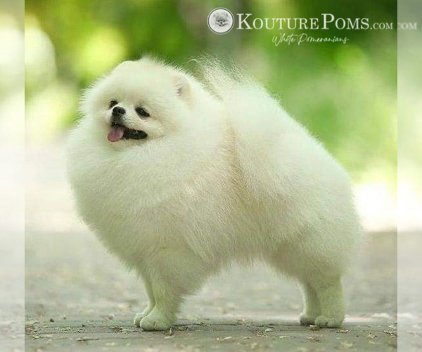 Medium Photo #8 Pomeranian Puppy For Sale in CHARLOTTE, NC, USA