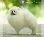 Small #7 Pomeranian