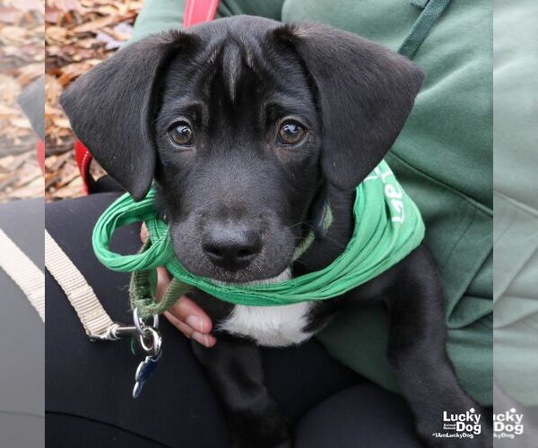 Medium Photo #2 Labrador Retriever-Retriever  Mix Puppy For Sale in Washington, DC, USA