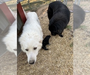 Mother of the Great Pyrenees puppies born on 01/27/2024