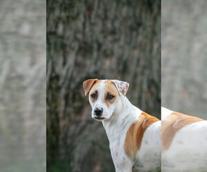 Bull Terrier-Pointer Mix Dogs for adoption in Oakhurst, NJ, USA
