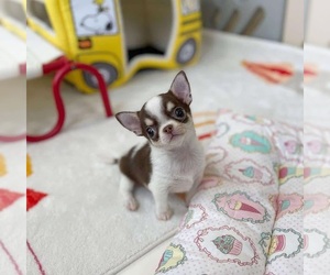 Chihuahua Puppy for sale in SALEM, WV, USA