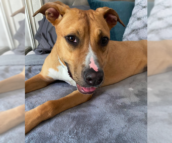 Medium Photo #2 Labrador Retriever-Unknown Mix Puppy For Sale in Westwood, NJ, USA