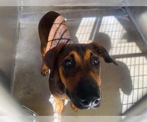 Doberman Pinscher-German Shepherd Dog Mix Dogs for adoption in Orange, CA, USA