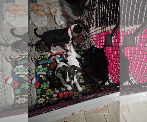 Medium Photo #6 Labrador Retriever-Unknown Mix Puppy For Sale in Sanford, FL, USA