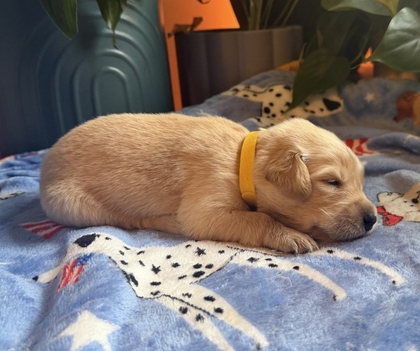 Medium Photo #1 Golden Retriever Puppy For Sale in VESUVIUS, VA, USA