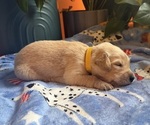 Puppy Puppy 8 Yellow Golden Retriever