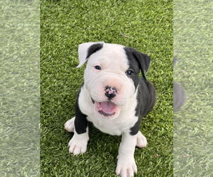 Bulldog Dogs for adoption in Menifee, CA, USA