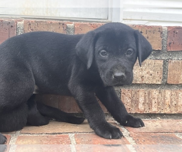 Medium Photo #2 Labrador Retriever Puppy For Sale in PETERSBURG, TN, USA