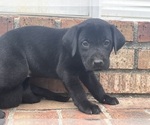 Small #1 Labrador Retriever